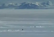 尼采企鹅一周6000倍，Solana meme币重铸荣光？