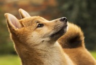DOGE挖矿公司Z Squared将通过合并上市
