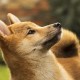DOGE挖矿公司Z Squared将通过合并上市